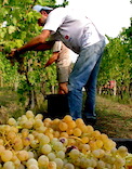 Picking grapes in Vicenza