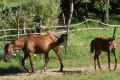 Horseback riding